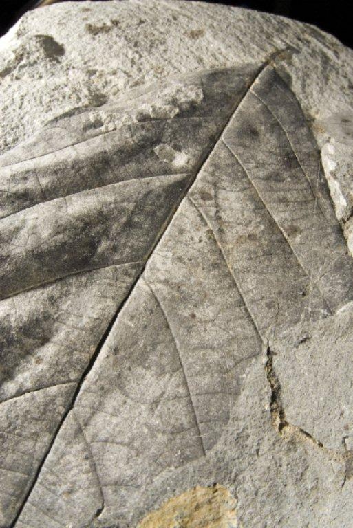 7479 beigua geopark fossili.jpg
