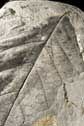 7484 beigua geopark fossili p.jpg