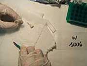 7672 prelievo denti foto lab p.jpg