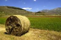 7792 superficie agricola utilizzabile.jpg