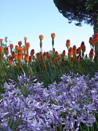 9199 fiori villa cimbrione.jpg
