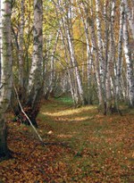 9290 bosco.jpg