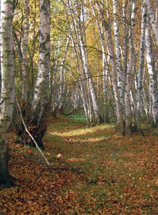 9292 bosco.jpg