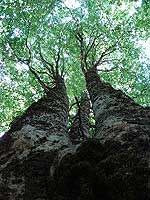 10328 foreste.jpg