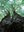 10336 foreste p.jpg