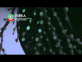 10711 corallo youtube.jpg