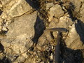 11029 antrodoco colle marcone small.jpg