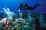 11220 mare.jpg