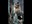 1378226 gatto selvatico.jpg