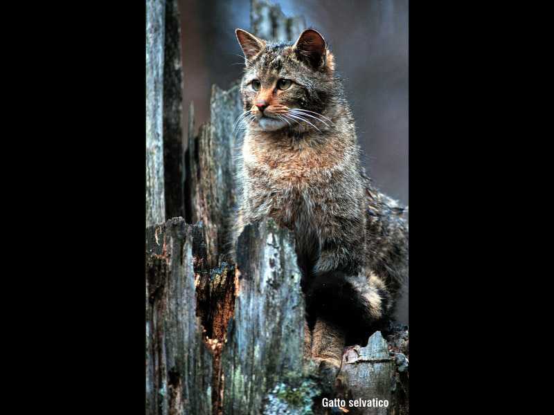 1378226 gatto selvatico.jpg