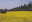 1378306 natura gialla.gif