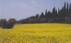 1378339 natura gialla.jpg