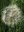 1378356 fiore bianco.jpg