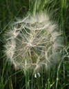 1378356 fiore bianco.jpg