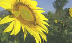 1378458 girasole piccolo.jpg