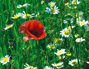 1378814 fiori ecolab.jpg