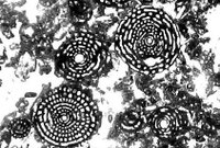 Microfacies and microfossils succession of carbonatic Mesozoic carbonate of  central Apennines