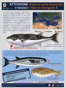 New capture of puffer fish "Lagocephalus sceleratus : the toxic species reaches the coast of Calabria
