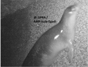 A new specimen of the Mediterranean monk seal in the Egadi