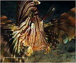 The first specimen of lionfish watched in Italian waters