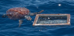 Protocol on plastic ingested by sea turtles in a video tutorial!