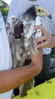 Egyptian vultures released in Basilicata in the summer of 2019 to support the endangered species