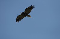 LIFE Egyptian Vulture: arrived in Africa the first Egyptian vultures released in Matera in August 2019