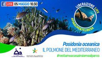 Posidonia oceanica, the lung of the Mediterranean