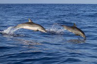 Cetaceans in the Lazio Region - interview with an Ispra expert