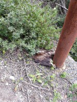 Power lines in Sardinia kill another Bonelli eagle
