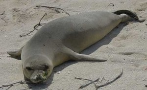 Capraia island: the Monk seal returns at home