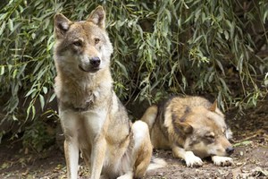 From Alps to Calabria, the first coordinated plan of national monitoring for wolves