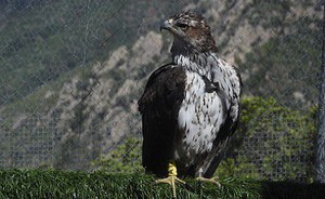 The pandemic hasn't stopped Bonelli eagles: seven new birds in Sardegna