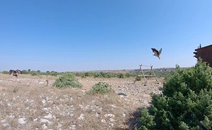 From Matera,  along the route of four young Egyptian vultures