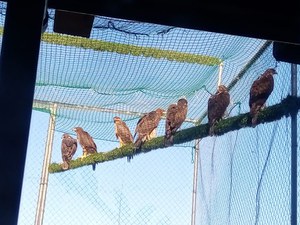 Seven new Bonelli Eagles in the skies of Sardegna