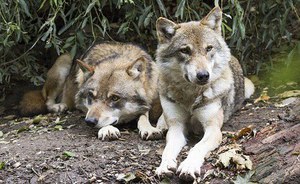 Guidelines for the national monitoring of the wolf
