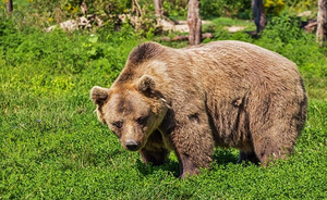 Dangerous bears, at least one case a year. That is why killing or captivity are the only ways
