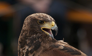 Lead in hunting ammunition represents a threat to eagles and vultures
