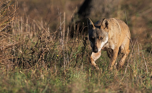 National monitoring of the wolf
