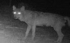 Wolf returns in the Circeo  National Park