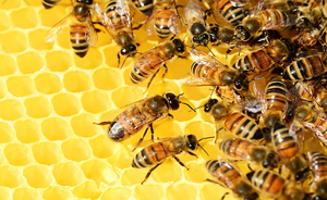20 May World Bee Day: live streaming inside a beehive