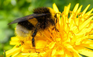 Insects and pollinators: 9% of bees and butterflies at risk of extinction