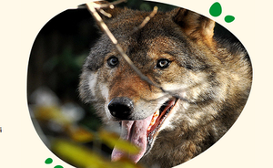 The return of the wolf and the future of large predators in Europe