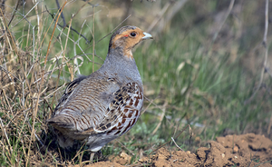 The reintroduction of the Gray Partridge in the Valle de Mezzano: first results