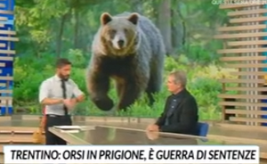 The management of bears in Trentino and the role of ISPRA