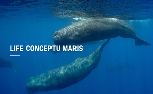 Welcome on board!  The project funded by the European LIFE programme, CONCEPTU Maris “CONservation of CEtaceans and Pelagic sea TUrtles in Med: Managing Actions for their Recovery In Sustainability”