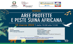 Protected areas and African swine fever