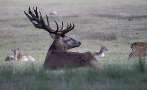 Deer management in the Abruzzo Region with particular reference to the Sirente Velino Regional Natural Park