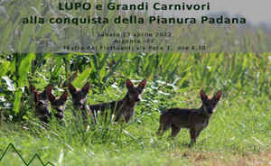 Wolf and large carnivores conquering the Po Valley