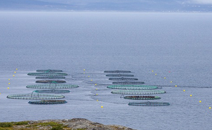 Sustainable aquaculture as the engine of the blue economy